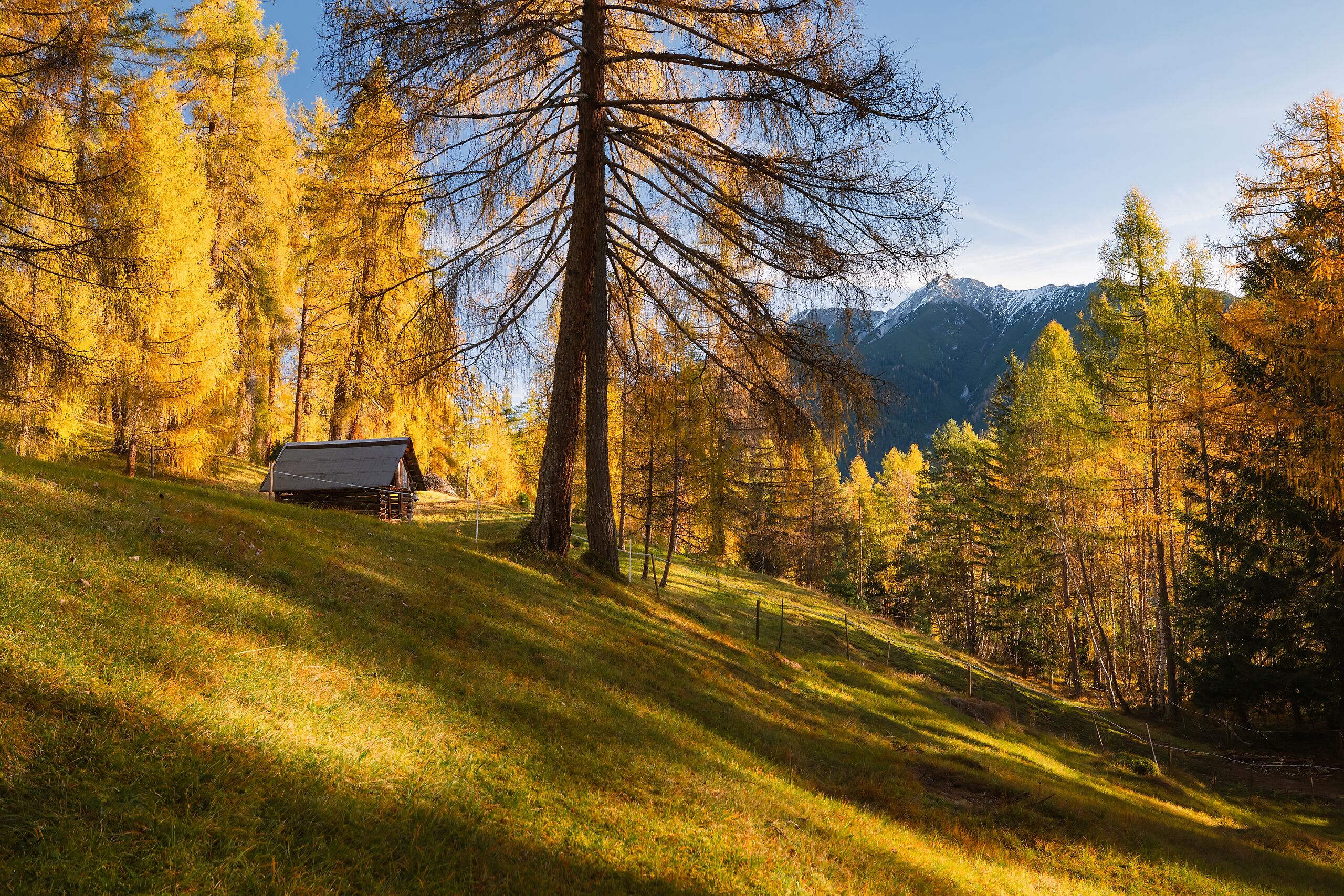 Herbst im Lärchenwald am Gschwandtkopf bei Reith